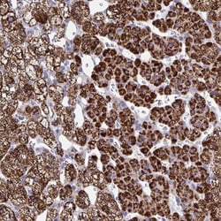 BCAT2 Antibody, Novus Biologicals 0.1mL; Unlabeled:Antibodies, Polyclonal