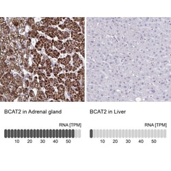 BCAT2 Antibody, Novus Biologicals 0.1mL; Unlabeled:Antibodies, Polyclonal