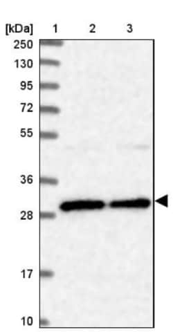 BCDIN3D Antibody, Novus Biologicals 0.1mL; Unlabeled:Antibodies, Polyclonal