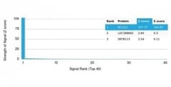 BCL-W/BCL2L2 Antibody (PCRP-BCL2L2-1A4) - Azide and BSA Free, Novus Biologicals