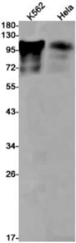 BCL11B Rabbit anti-Human, Clone: S08-5K7, Novus Biologicals 25 &mu;g; Unconjugated:Antibodies,
