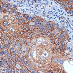BCL2L12 Rabbit anti-Human, Clone: 4Z2Z8, Novus Biologicals 20 &mu;g; Unconjugated:Antibodies,