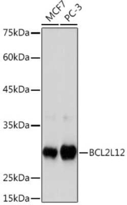 BCL2L12 Rabbit anti-Human, Clone: 4Z2Z8, Novus Biologicals 20 &mu;g; Unconjugated:Antibodies,
