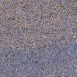 BCL2L12 Antibody, Novus Biologicals:Antibodies:Primary Antibodies