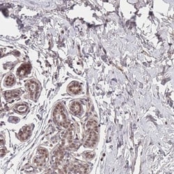 BCL9-2 Antibody, Novus Biologicals 0.1mL; Unlabeled:Antibodies, Polyclonal