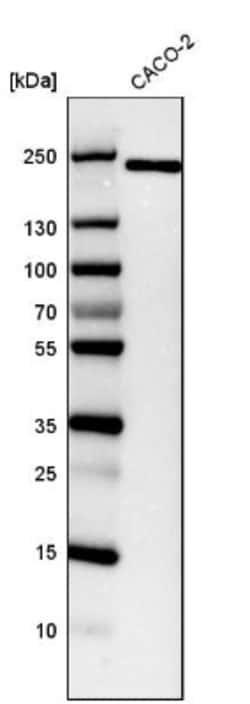 BCL9-2 Antibody, Novus Biologicals 0.1mL; Unlabeled:Antibodies, Polyclonal