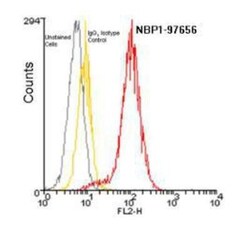 BCMA/TNFRSF17 Antibody (Vicky-1) - BSA Free, Novus Biologicals:Antibodies:Primary