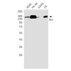 BCR Rabbit anti-Human, Clone: S02-6I0, Novus Biologicals 100 &mu;g; Unconjugated:Antibodies,