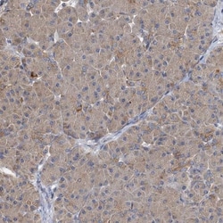 BCS1L Antibody, Novus Biologicals:Antibodies:Primary Antibodies
