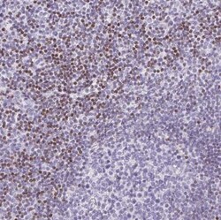 BEND2 Antibody, Novus Biologicals 0.1mL; Unlabeled:Antibodies, Polyclonal