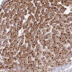 BEND7 Antibody, Novus Biologicals:Antibodies:Primary Antibodies