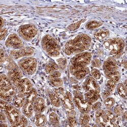 BET1L Antibody, Novus Biologicals 25 &mu;L, Unlabeled:Antibodies, Polyclonal