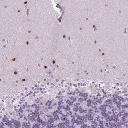 BHLHB5 Antibody, Novus Biologicals 0.1mL; Unlabeled:Antibodies, Polyclonal