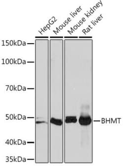 BHMT Rabbit anti-Human, Mouse, Rat, Clone: 7O7D7, Novus Biologicals:Antibodies:Primary