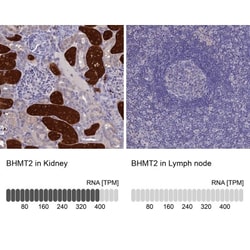BHMT2 Antibody, Novus Biologicals:Antibodies:Primary Antibodies