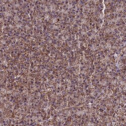 BICC1 Antibody, Novus Biologicals 0.1mL; Unlabeled:Antikörper