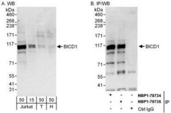 BICD1 Antibody, Novus Biologicals 0.1mg; Unlabeled:Antibodies, Polyclonal