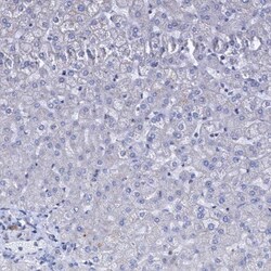 BICD2 Antibody, Novus Biologicals:Antibodies:Primary Antibodies