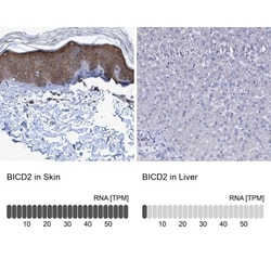 BICD2 Antibody, Novus Biologicals:Antibodies:Primary Antibodies