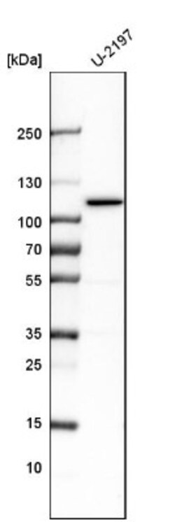 BICD2 Antibody, Novus Biologicals:Antibodies:Primary Antibodies