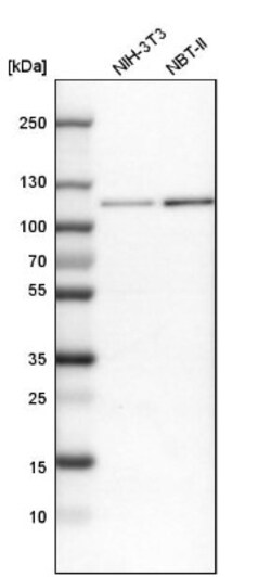 BICD2 Antibody, Novus Biologicals:Antibodies:Primary Antibodies
