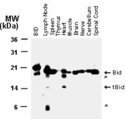 BID Antibody, Novus Biologicals 0.05mL; Unlabeled:Antibodies, Polyclonal