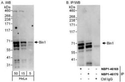 BIN1 Antibody, Novus Biologicals 100 &mu;L | Buy Online | Novus Biologicals | Fisher Scientific