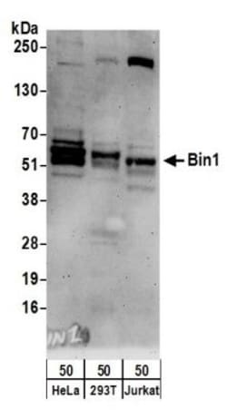 BIN1 Antibody, Novus Biologicals 100 &mu;L | Buy Online | Novus Biologicals | Fisher Scientific