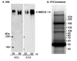 BIRC6 Antibody, Novus Biologicals 0.1mL; Unlabeled:Antikörper