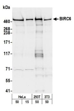 BIRC6 Antibody, Novus Biologicals 0.1mL; Unlabeled:Antikörper