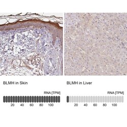 BLMH/Bleomycin Hydrolase Antibody, Novus Biologicals:Antibodies:Primary