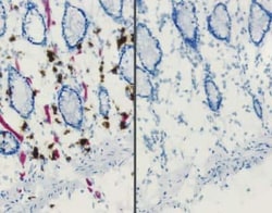 Novus Biologicals BLOXALL(TM) Endogenous Peroxidase and Alkaline Phosphatase