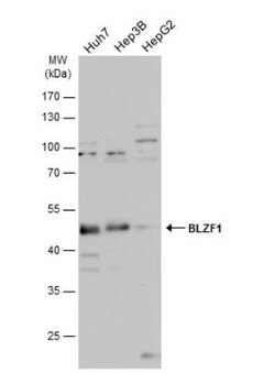 BLZF1 Antibody, Novus Biologicals 0.1mL; Unlabeled:Antibodies, Polyclonal