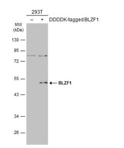 BLZF1 Antibody, Novus Biologicals 0.1mL; Unlabeled:Antibodies, Polyclonal