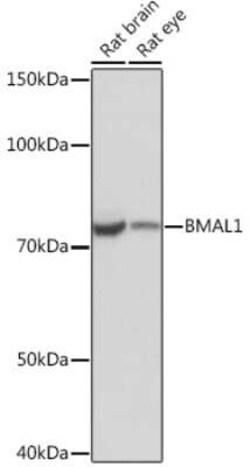 BMAL1 Rabbit anti-Rat, Clone: 4F5N3, Novus Biologicals 100 &mu;g | Buy Online | Novus Biologicals | Fisher Scientific