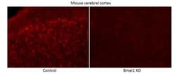 BMAL1 Antibody, Novus Biologicals:Antibodies:Primary Antibodies