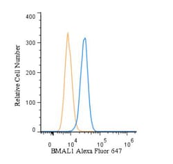 BMAL1 Antibody, Novus Biologicals:Antibodies:Primary Antibodies