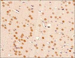 BMAL1 Antibody, Novus Biologicals:Antibodies:Primary Antibodies