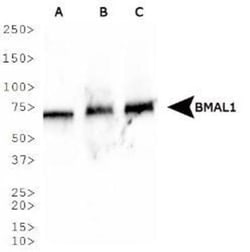 BMAL1 Antibody, Novus Biologicals:Antibodies:Primary Antibodies