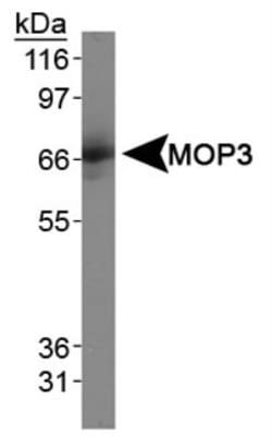 BMAL1 Antibody, Novus Biologicals:Antibodies:Primary Antibodies