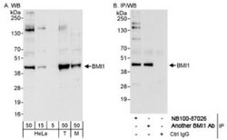 BMI-1 Antibody, Novus Biologicals 0.1mg; Unlabeled:Antibodies, Polyclonal