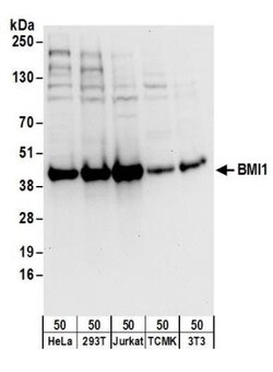 BMI-1 Antibody, Novus Biologicals 0.1mg; Unlabeled:Antibodies, Polyclonal