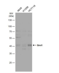 BMI-1 Antibody, Novus Biologicals 0.1mg; Unlabeled:Antibodies, Polyclonal