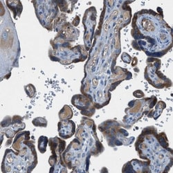 BMP-1/PCP Antibody, Novus Biologicals 0.1mL; Unlabeled:Antibodies, Polyclonal
