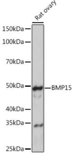 BMP-15/GDF-9B Rabbit anti-Human, Mouse, Rat, Clone: 6K5C3, Novus Biologicals