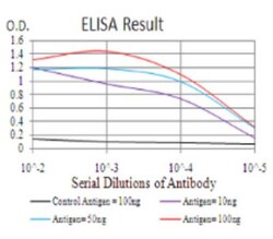 BMP-2 Antibody (9E10G12) - BSA Free, Novus Biologicals:Antibodies:Primary
