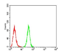 BMP-2 Antibody (9E10G12) - BSA Free, Novus Biologicals:Antibodies:Primary