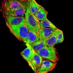 BMP-2 Antibody (9E10G12) - BSA Free, Novus Biologicals:Antibodies:Primary