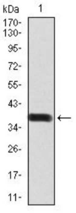 BMP-2 Antibody (9E10G12) - BSA Free, Novus Biologicals:Antibodies:Primary