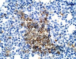 BMP-2/BMP-4 Antibody, Novus Biologicals 100 &mu;g | Buy Online | Novus Biologicals | Fisher Scientific